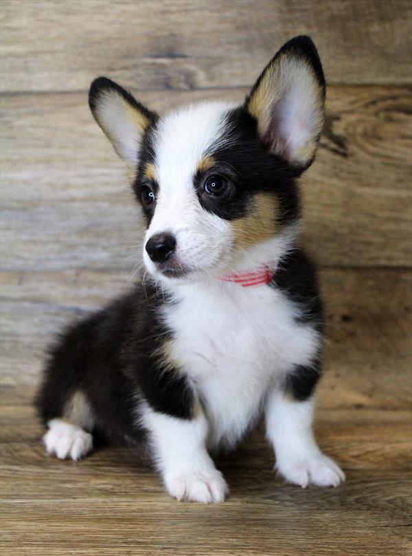corgi dog black and white