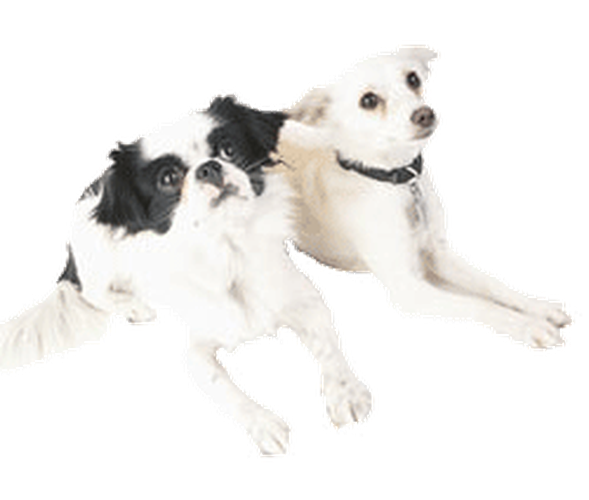 AdoptAPet Petland Columbus, GA