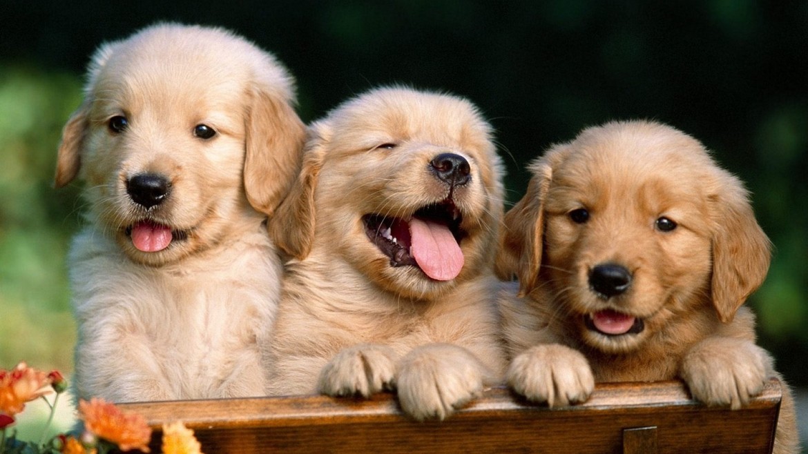 About Our Puppies Petland Columbus, GA