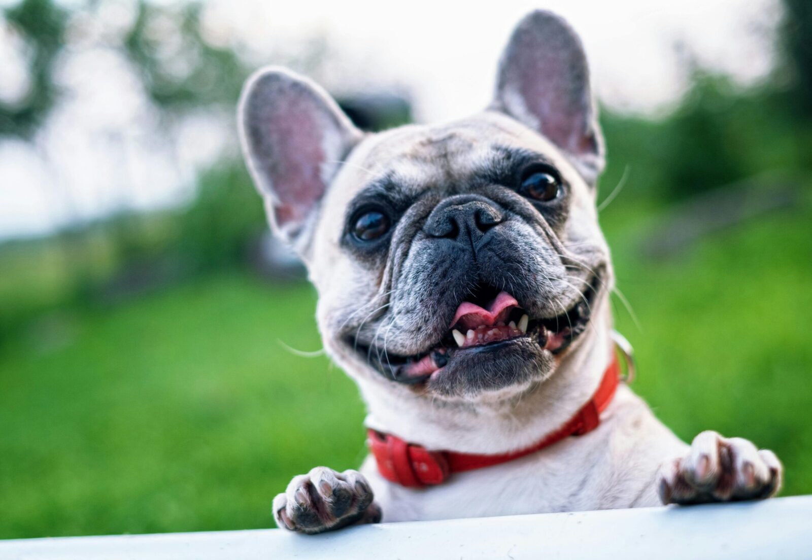 Pet Store Banner