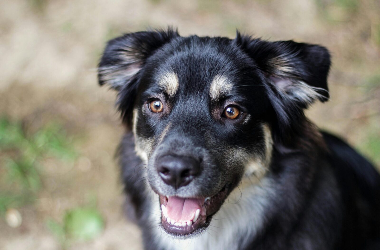 Pet Store Banner